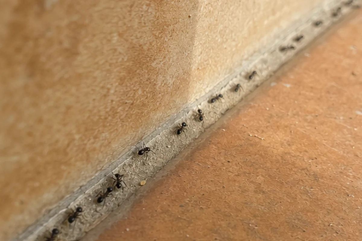 Referencia visual para identificar hormigas
