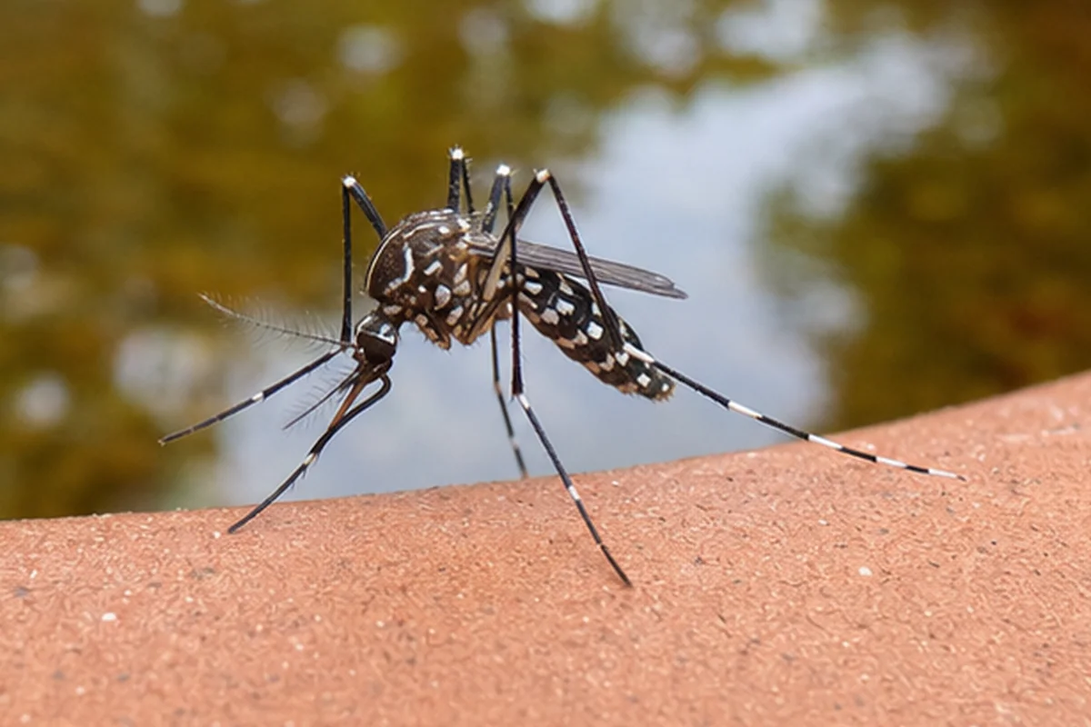 Referencia visual para identificar mosquito tigre