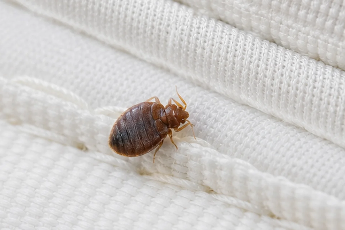 Trabajo asociado a control de chinches de cama en un inmueble